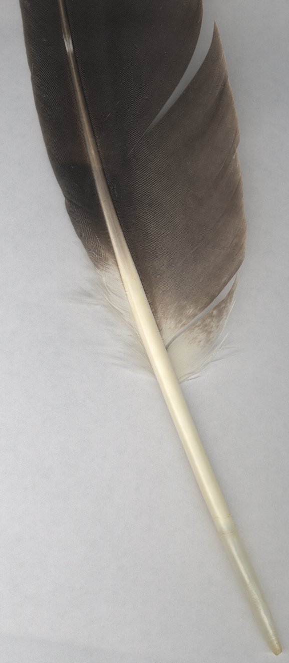 Bald Eagle Feather