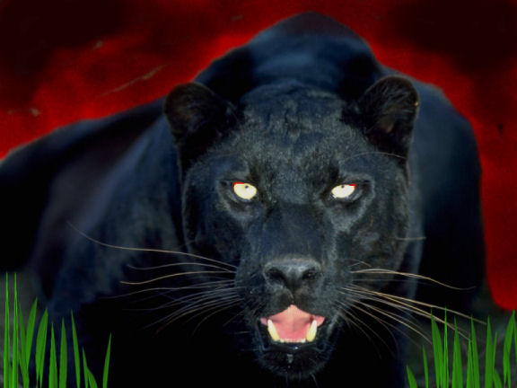 black jaguar cat